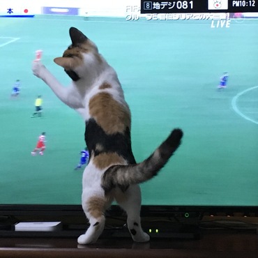 必死にサッカーボールを追いかけています。我が家のテレビの寿命は短そうです。