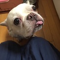 人懐っこいワンコです。