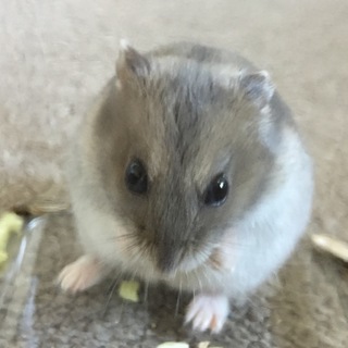 ブルーサファイアの里親探してます  交渉中一時停止