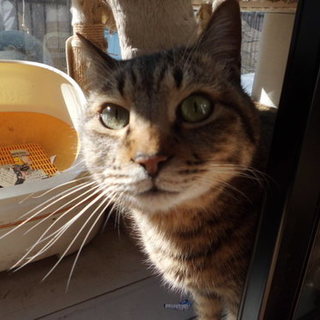 人見知り・飼い主にはべたべたな元気なおじいちゃん