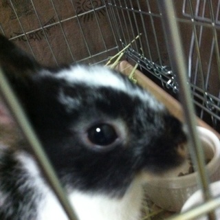 とても良い飼い主様に出会えました