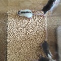 ファンシーラット  メス3匹 オス3匹