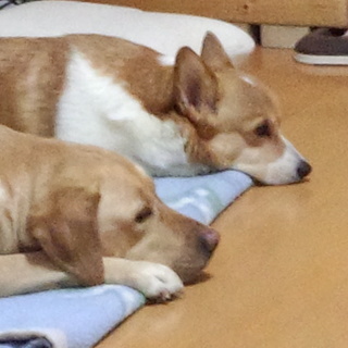 ラブとコーギー姉妹　とても愛情注いでくれる方募集