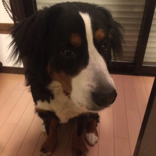 一歳の女の子です