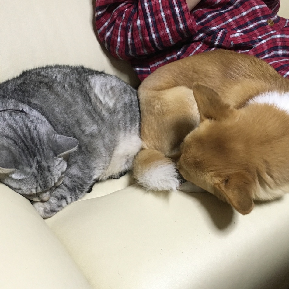 こまちのカバー写真