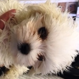 マルチーズ　わけありの子