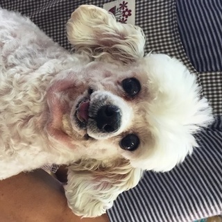 トイプードルの男の子　ちいさめ