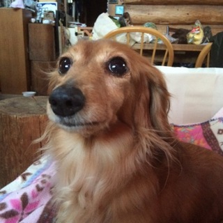 小さなダックスの女の子6歳くらい