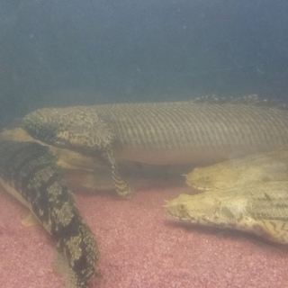 ポリプ  アロワナ  ガー   お譲り致します。