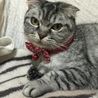 ペットID登録しました(=^ェ^=)