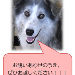 代々木公園フリーマーケット サムネイル1