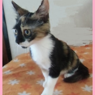 美猫の三毛猫❤甘えっ子のみけこちゃん★