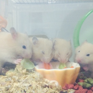 キンクマハムスター 男の子