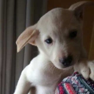 クリーム君素敵な里親様に巡り会いました