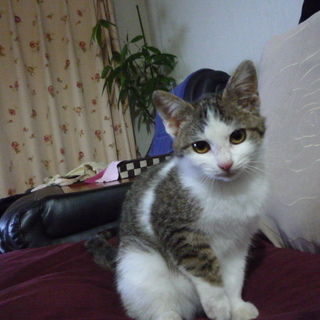 5.5ヶ月メスの白キジちゃんの里親さん募集中