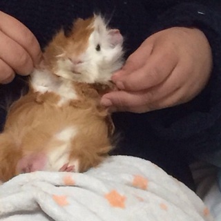 モルモットオス生後2ヶ月