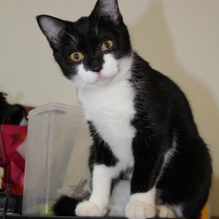 １０ヶ月　白黒メスちゃんの里親さんになって下さい