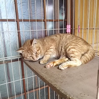 貴殿方家族のオンリーワンにして挙げて下さい。