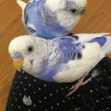 セキセイインコ2匹の里親募集【募集停止】