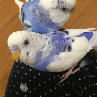 セキセイインコ2匹の里親募集【募集停止】