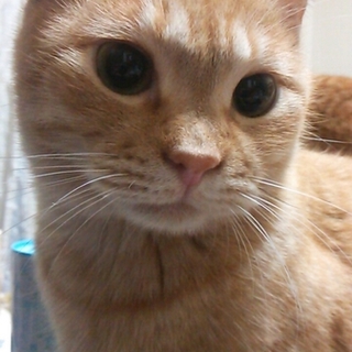 キャサリンちゃん