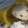 まゆるん