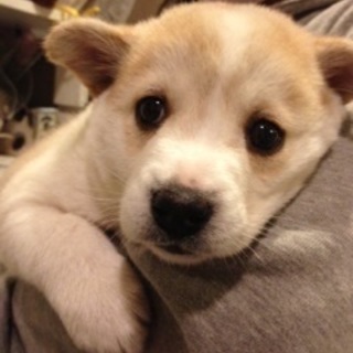 可愛い仔犬 女の子