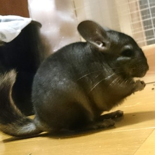 11/14生まれのチンチラさん(オス) 