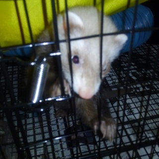 フェレット、二ヶ月半のチビちゃん