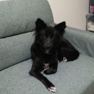 とにかくお利口さんな女の子