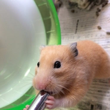 お水を飲んます