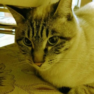 室内飼いの綺麗な猫