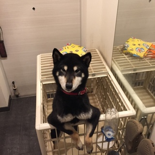 黒柴 ムサシ無事決まりました。