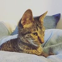 Victor ビクター}