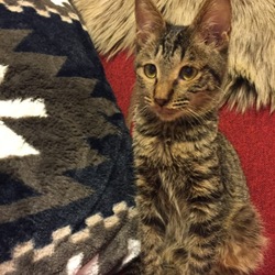 シュッとした仔猫です