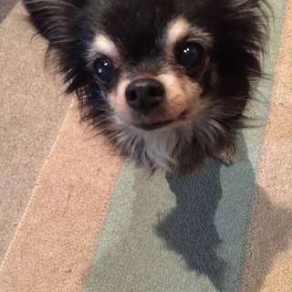 シニアチワワちゃん面会決定募集停止