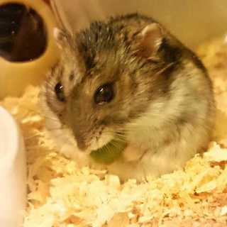 ジャンガリアンハムスター ♂