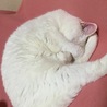 るるさくら