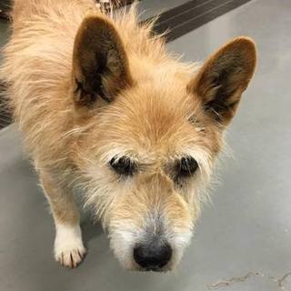 のほほん、おっとり、テリアMIXのはちべえくん