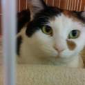 人が大好き❗❗可愛い三毛猫「春子さん」