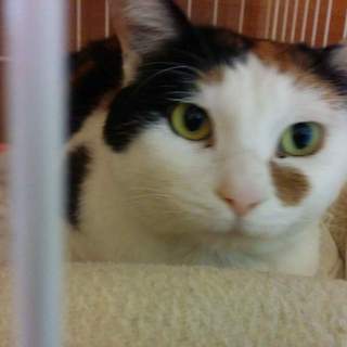 人が大好き❗❗可愛い三毛猫「春子さん」