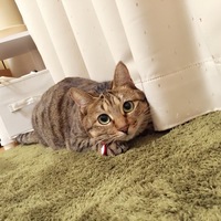 小麦