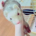 1歳のフェレット募集中です。