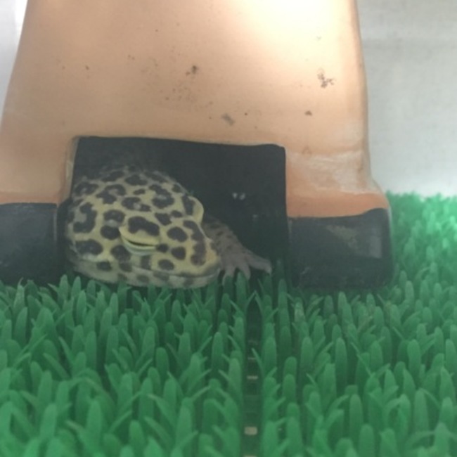 みよぴーのカバー写真
