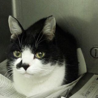 大人しくて穏やかなピーちゃんを助けて下さい❗