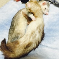 エレンとゴディバ