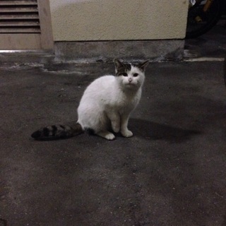 生き残り。可愛がってください。