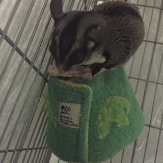 フクロモモンガ♂２歳