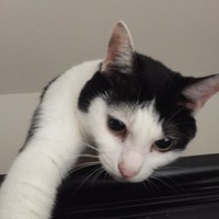 パンダ