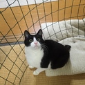 マスク猫オス！